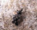 Anthocoris nemoralis