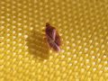 Dysepicritus rufescens