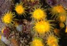 Anthozoa