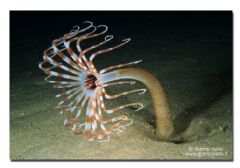Ceriantharia