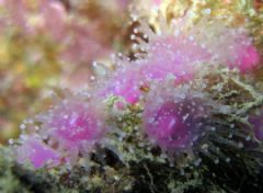 Corallimorpharia