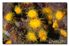 Scleractinia