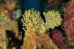 Zoanthidea