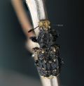 Platyrhinus resinosus