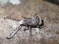 Platystomos albinus