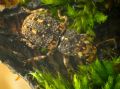 Ulorhinus bilineatus