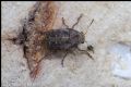 Araecerus fasciculatus