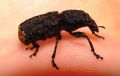 Platyrhinus resinosus