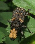 Platyrhinus resinosus