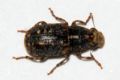 Ulorhinus bilineatus