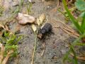 Platyrhinus resinosus