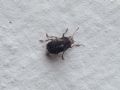 Araecerus fasciculatus