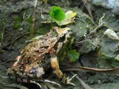 Alytidae