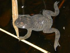 Bombinatoridae