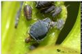Aphis sp.