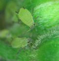 Aphis spiraecola