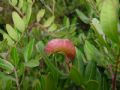 Aploneura lentisci