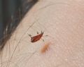 Macrosiphum rosae