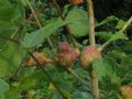 Pemphigus immunis