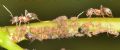 Chaitophorus populeti