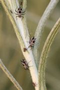 Macrosiphoniella absinthii
