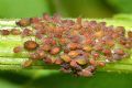 Aphis sambuci