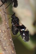 Lachnus sp.