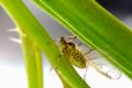 Aulacorthum solani