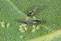 Aphis gossypii (cfr.)