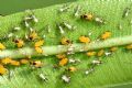 Aphis nerii