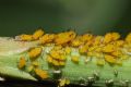 Aphis nerii