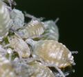 Aphis sambuci