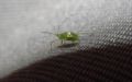 Macrosiphum euphorbiae (cfr.)