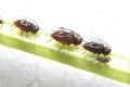 Neotoxoptera violae