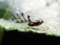 Neotoxoptera violae