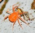 Eucallipterus tiliae