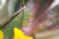 Acyrthosiphon loti