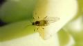 Hyperomyzus sp.