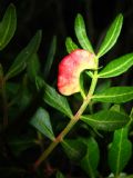 Aploneura lentisci