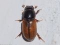 Bodiloides ictericus