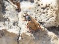 Euheptaulacus carinatus brutius