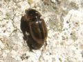 Labarrus lividus