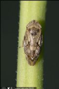 Philaenus spumarius f. marginella