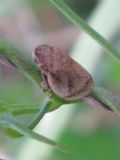 Lepyronia coleoptrata