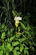 Angelica sylvestris