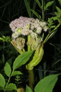 Angelica sylvestris