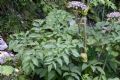 Angelica sylvestris