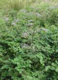 Angelica sylvestris