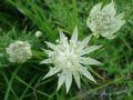 Astrantia pauciflora subsp. pauciflora