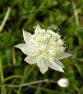 Astrantia pauciflora